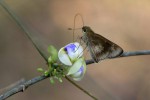 Borbo fatuellus