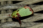 Latoia urda