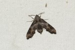 Temnora natalis
