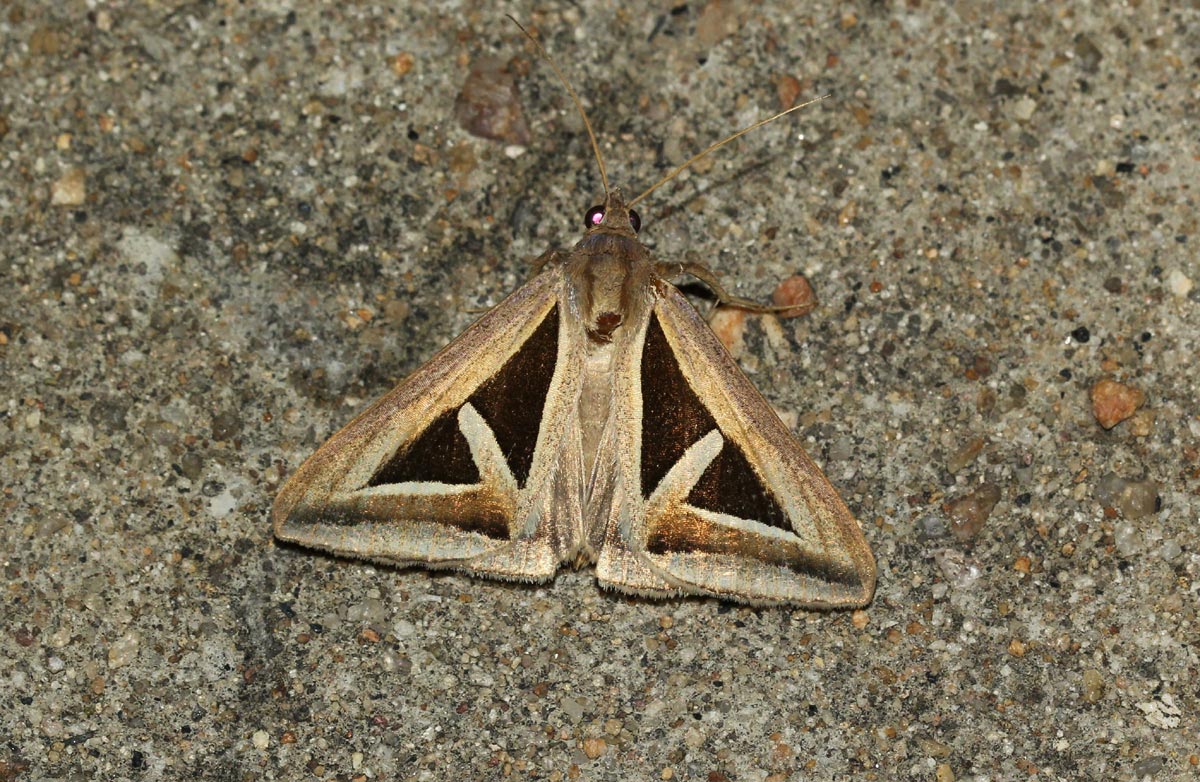 Trigonodes hyppasia