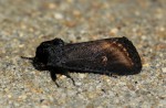 Brithys crini
