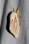 Grammodora nigrolineata