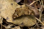 Sarangesa ruona