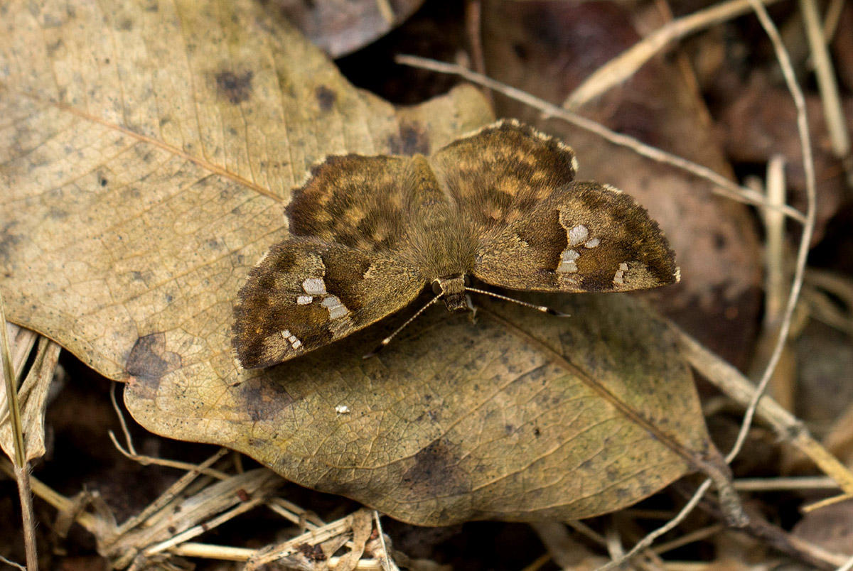 Sarangesa ruona