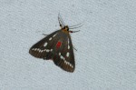 Calesia zambesita