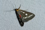 Calesia zambesita