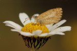 Actizera stellata
