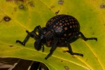 Brachycerus ornatus