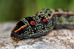 Basiotha schenckii