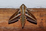 Basiotha schenckii