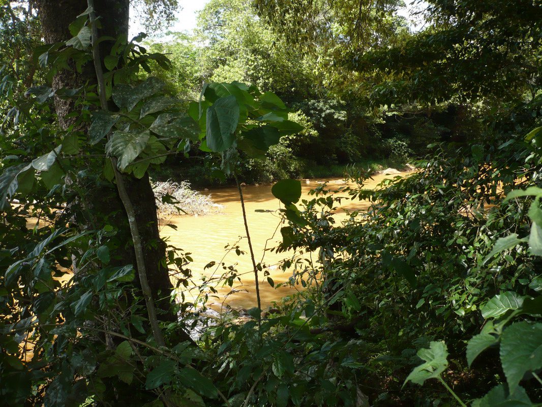 Rusitu Forest